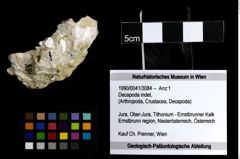 Foto (Objekt + Etiketten) von Decapoda indet. 